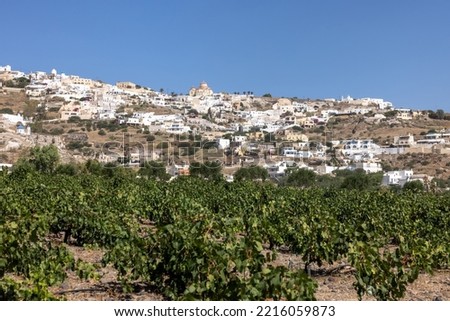 Assyrtiko - indigenous wine grape in wineyard on Santorini Island, Greece Royalty-Free Stock Photo #2216059873