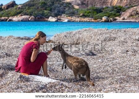 girl in dress feeds, petts and cuddles wild kangaroo on lucky bay beach in west australia; paradise beach with kangaroos; petting a wild kangaroo