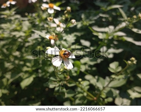 Bee sucking sweet liquid nectar pollen from flower
