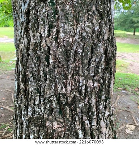 a photo of tree bark texture.