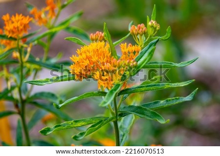 Asclepias tuberosa or butterfly weed, species of milkweed native to eastern and southwestern North America in summer Royalty-Free Stock Photo #2216070513