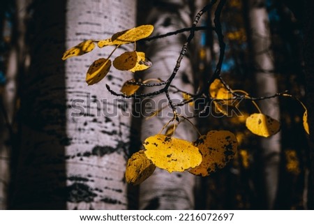 Yellow aspen leaf at Winter park Colorado. Royalty-Free Stock Photo #2216072697