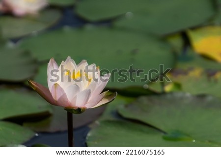 Lotus beautiful flowers in the pond