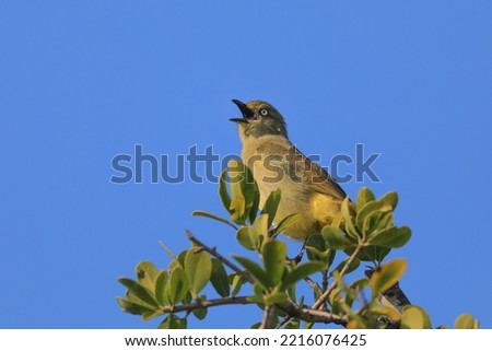 Sombre greenbul bird singing from the top leafy branch of a tree with clear blue sky background