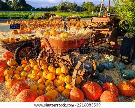 Pumpkins at a farmers market in California on a bright, beautiful morning. Royalty-Free Stock Photo #2216083539
