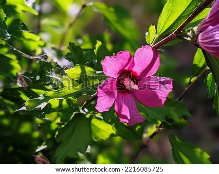 Pink flowers of Hibiscus moscheutos plant close-up. Hibiscus moscheutos, swamp hibiscus, rose mallow hibiscus