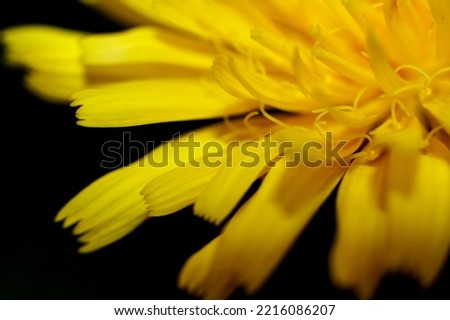 dandelion flower close-up on black background, yellow flower on black background.