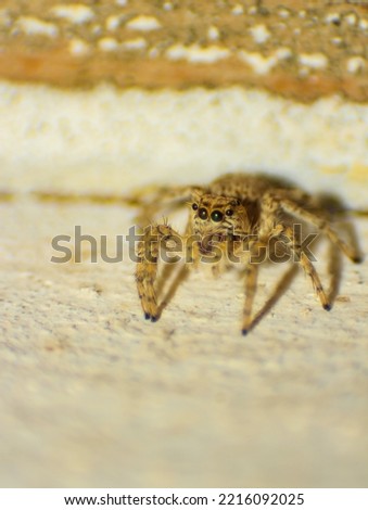 Macro shoot of common jumping spider Evarcha spider sitting on earth. Close up picture of a jumping spider seeing in to the camera. Macro shoot of jumping spiders eyes. Evarcha spider close up.
