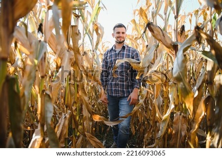 A man inspects a corn field and looks for pests. Successful farmer and agro business.
