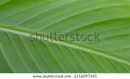 Macro of light green leaf nature background, copy space, pattern, wallpaper. Background for invitation card, calendar, postcard, gift paper. Banner, cover, mockup, for your design horizontal
