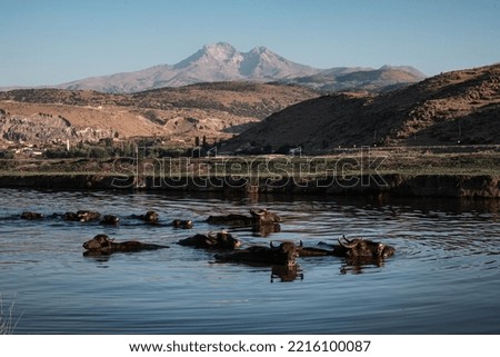 Buffalo pictures in nature from Kayseri Turkey 