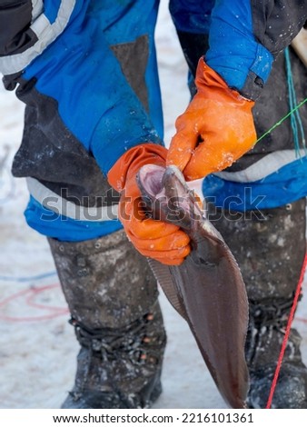 Fisherman on the sea ice of a fjord using a longline. Fishery during winter near Uummannaq in northern West Greenland beyond the Arctic Circle. Greenland, Danish territory