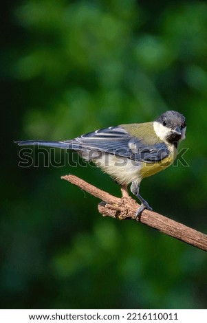 great tit perched on tree branch