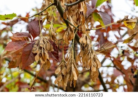 a beautiful botanical shot of an old-leaves and seeds on the maple tree.