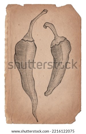 Old vintage paper with hand drawn chilli pepper isolated on white