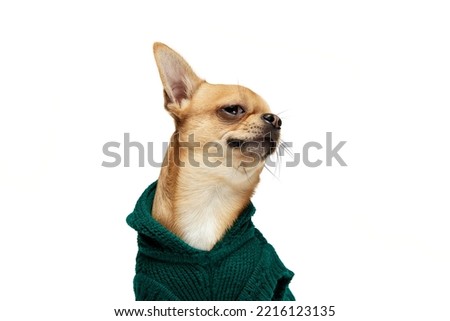 Look with distrust. Cute pale yellow color chihuahua dog wearing animal clothes isolated on white studio background. Concept of dog's fashion, animal lifestyle, vet, care. Copy space for ad Royalty-Free Stock Photo #2216123135