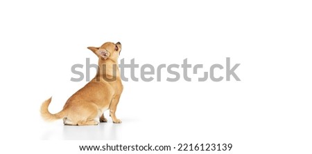 Back view. Studio shot of small dog posing isolated over white background. Beautiful and cute chihuahua playing. Concept of breed animals, pets, companion, vet. Flyer for ad Royalty-Free Stock Photo #2216123139