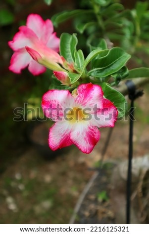 Beautiful adenium or desert rose flower in green garden background 