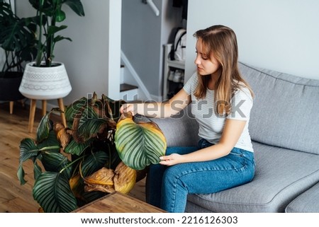 Young upset, sad woman examining dried dead foliage of her home plant Calathea. Houseplants diseases. Diseases Disorders Identification and Treatment, Houseplants sun burn. Damaged Leaves Royalty-Free Stock Photo #2216126303
