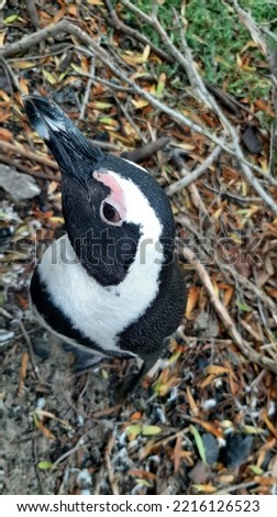 Beautiful and tranquil Penguin found between the foliage along the coast of South Africa.