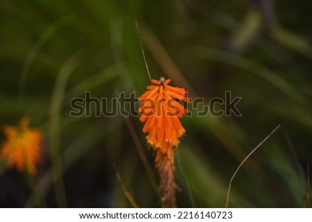 macro picture of tropical flower