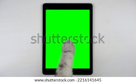 British gray cat paw taps on the screen of the tablet. The cat is using a tablet with a green screen.