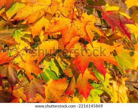 Maple maple leaves on a branch before falling, autumn colors of the leaves - yellow, orange, red, green, leaves fill the entire area of the picture, suitable as a background