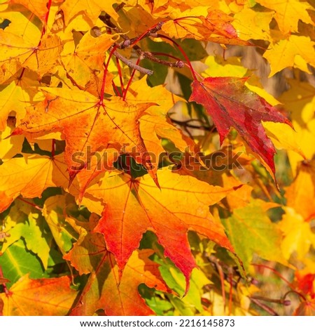 Maple maple leaves on a branch before falling, autumn colors of the leaves - yellow, orange, red, green, leaves fill the entire area of the picture, suitable as a background