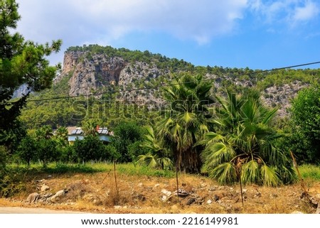 Exotic vegetation on the Mediterranean coast. Turkish palms. The green province of Antalya in Turkey. Background with copy space