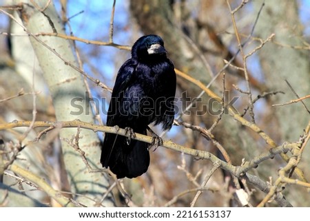 A black raven sits in autumn forest on Halloween. Black bird on a branch raven, corbie