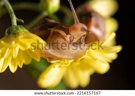 Snail, beautiful snail walking on yellow flowers with green leaves seen through a macro lens, selective focus.