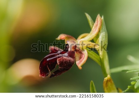 Khari Bulbul symbol of Karabakh, ophrys caucasica Royalty-Free Stock Photo #2216158035