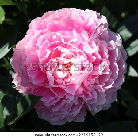 Blooming flower pink peonies in the English cottage garden 