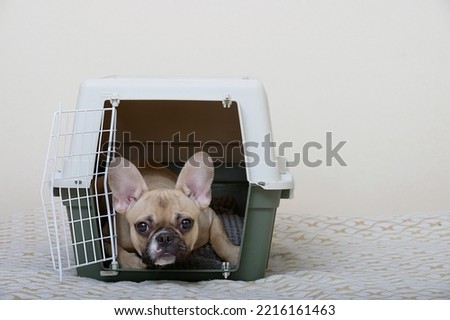 The bulldog dog lies in a large plastic shipping box and peers into the camera while lying on a soft bedding. Royalty-Free Stock Photo #2216161463