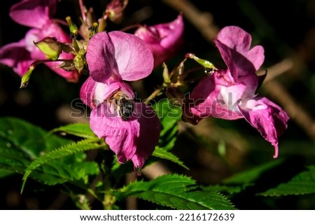 Macro shot of a bee or bumblebee: details that are otherwise hard to see - focus on the animal with blurred background. Taken during their search for pollen in summer sunshine.