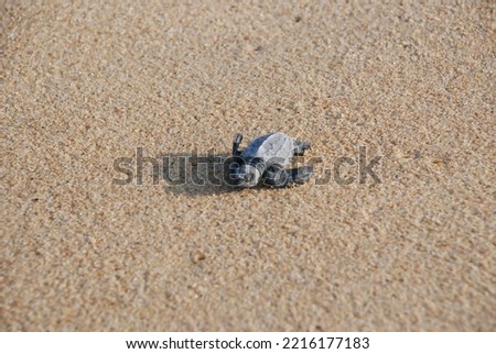 Baby gulf turtle in mexican beach