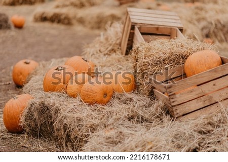 Ripe fresh autumn pumpkins on a farm for Halloween carving. Fall seasonal harvest for pumpkin pie or spooky jack o lantern. Fun Halloween traditions.