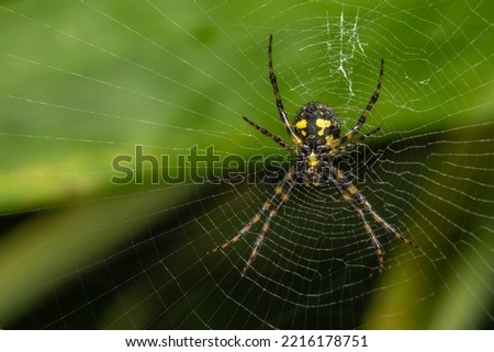 Macro Image of Spider hanging on spider web