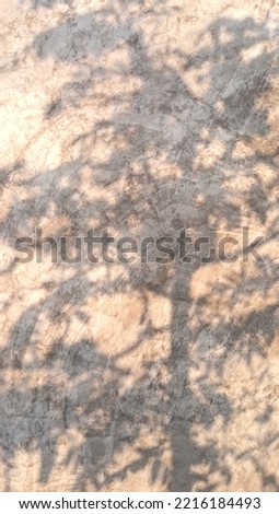 Leaves  shadow on the wall , Chiangmai  Thailand