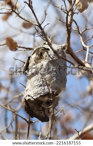 Bee hive suspended on branch in the forest.