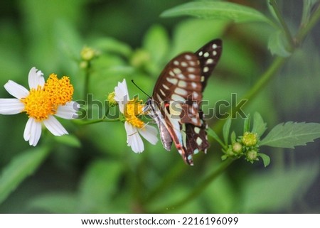 beautiful butterfly sucks honey on flower