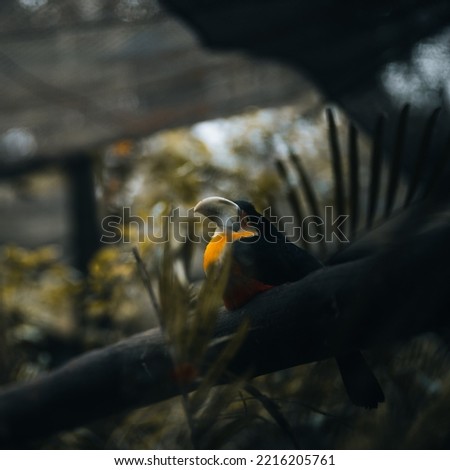 Toucan, bird of the Brazilian fauna