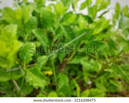 defocused wild plant abstract background
