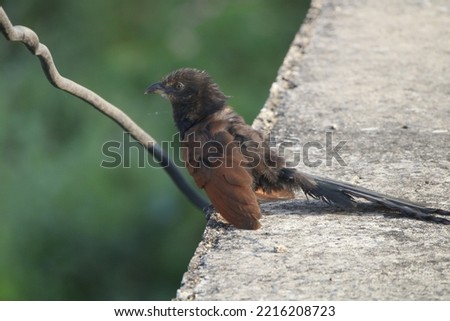View of Perched Greater Coucal