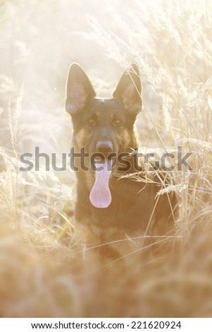 fun beautiful german shepherd dog puppy at sunset summer