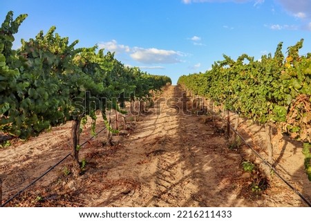 View of vineyard rows near the end of harvest season. Viticulture agriculture. 
