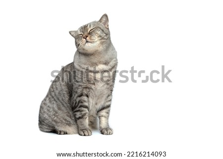 A Scottish cat isolated on a white background sits with a contented face and eyes closed Royalty-Free Stock Photo #2216214093