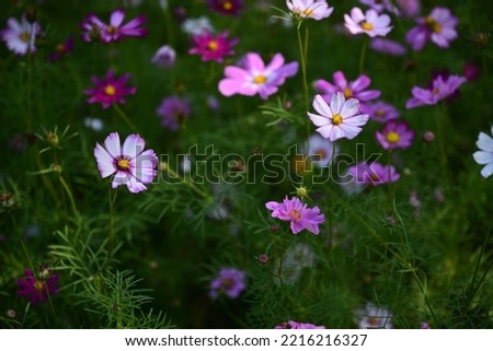 Select focus of Sulfur Cosmos, or Mexican Daisy, Light pink, pink,purple, pinkish white has fragile petals of various colors that bloom in the sunlit garden. Scientific name: Cosmos bipinnatus Cav.
 Royalty-Free Stock Photo #2216216327