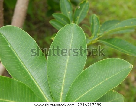 the leaves of the pule tree plant, woody plants have a white and light woody core Royalty-Free Stock Photo #2216217589