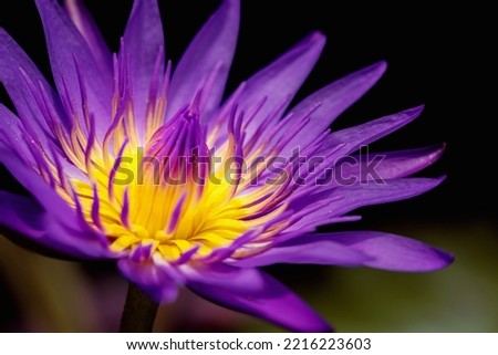 Colorful lotus pollen and petal in nature.There are have red color, yellow color,pink color and purple color  in one flower. Macro close-up